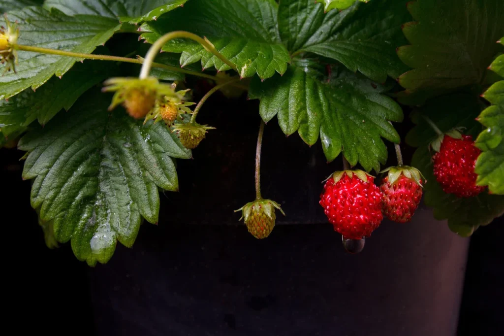 fresas de Aranjuez