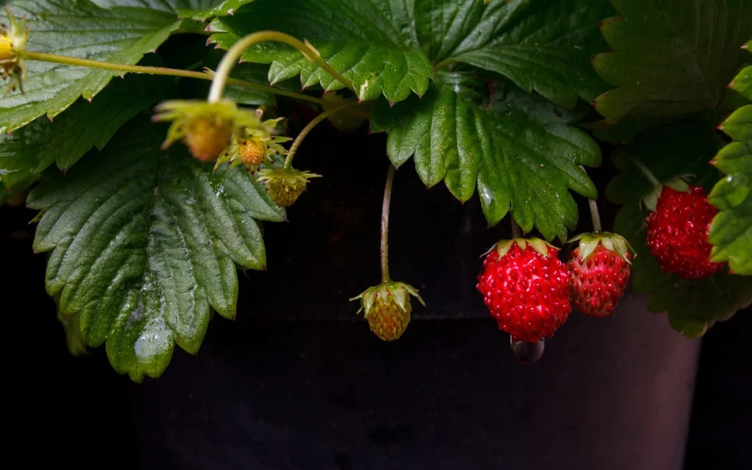 fresas de Aranjuez