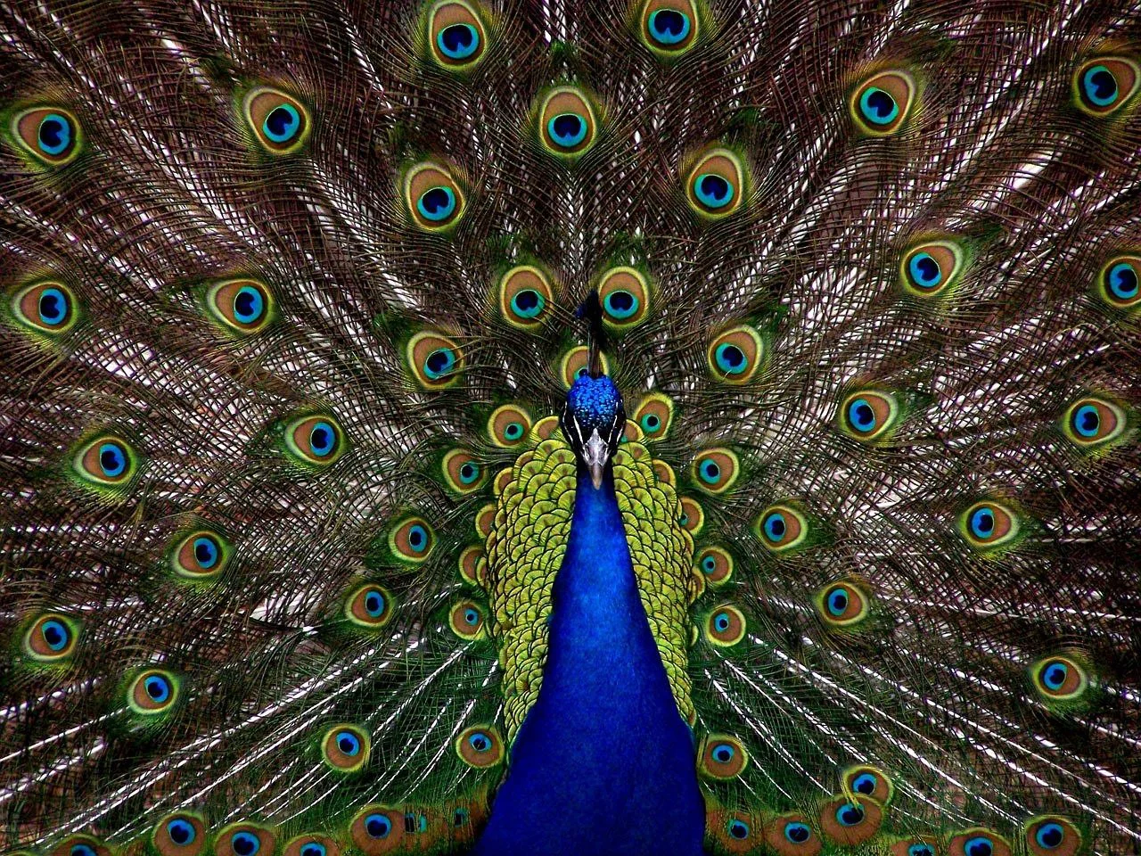 Pavo Real